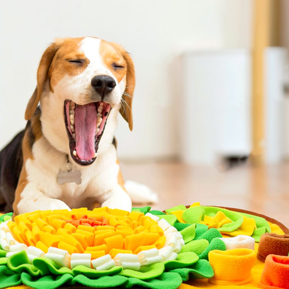 강아지용 코를 사용하여 맡는 놀이 매트, 뼈 모양 디자 - Dog Puzzle Feeder Toy 리뷰 및 가격
